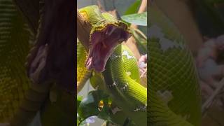 Spitting cobra পৃথিবীর সবচেয়ে ভয়ানক সাপের মধ্যে একটি 😱  Mr Sujay [upl. by Narrat]