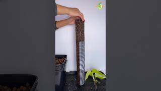 DAY 24 part2  Neon Pothos Propagation pothos thegreenearth plants [upl. by Oratnek]