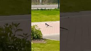 Magpie Scavenging For Food On The Road At Dusk In Slow Mo birds avian nature [upl. by Evol310]