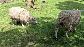 Sheep Grazing at the Farm🐏🌿 [upl. by Zeena]