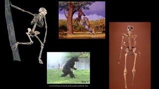 CARTA Bipedalism and Human OriginsComparative Anatomy from Australopithecus to Gorillas [upl. by Galitea]