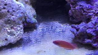 Eight Line Flasher Wrasse from the Red Sea [upl. by Ahsitahs475]