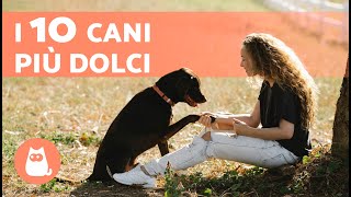 10 RAZZE DI CANI PIÙ AFFETTUOSI del mondo 🐶❤️ [upl. by Akeihsal]