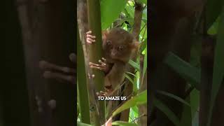 Did You Know Philippine Tarsiers Rotate Heads 180 [upl. by Aiuqenehs]