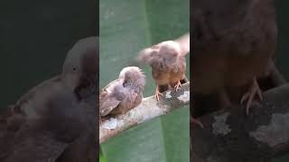 Yellow billed babbler Please like and subscribe🙏🏻 [upl. by Meggi]