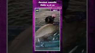 மீனவர்கள் வலையில் சிக்கிய கடல் பசு  Gaint fish  Fishermen  Viral video [upl. by Billmyre]