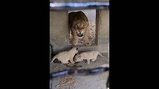 Dangerous Lioness Protecting Little Cubs  Nouman Hassan [upl. by Vander829]