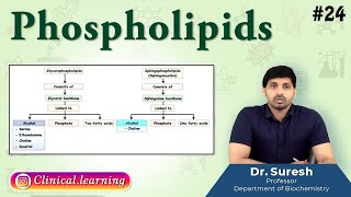 24 Phospholipids [upl. by Akeemat]