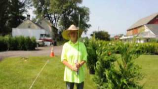 How to Trim Arborvitae [upl. by Akenet]