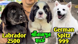 999 টাকায় German Spitz Dog Serampore Pet Market Kolkata Dog Market [upl. by Acnayb]