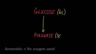 28 Glycolysis [upl. by Dnalevets259]