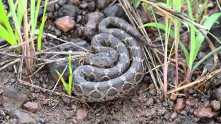 Saw Scaled Viper  Echis carinatus [upl. by Embry]