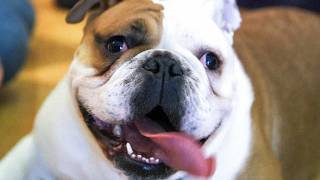 Bulldog Puppies Rescued RSPCA Steps In to Shut Down Bad Breeders [upl. by Fritts15]