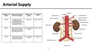 Abdominal Wall Peritoneum and Intestines LO 8  ForeMidHindgut [upl. by Barrett852]