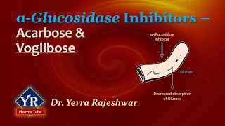 Glucosidase inhibitors  Acarbose amp Voglibose  YR Pharma Tube  Dr Yerra Rajeshwar  Dr YR [upl. by Am]