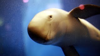 Facts The Finless Porpoise [upl. by Connie]