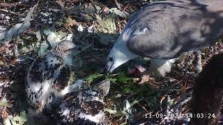 Sydney WhiteBellied SeaEagle 13092024 1355 [upl. by Josiah]