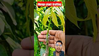 Mango Plants Grafting Aam Ki Grafting amazingbagwaniofficialplants mango shortsvideo [upl. by Yolanda72]