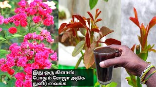 ரோஜா செடி அதிக துளிர் மற்றும் மொட்டுகள் வைக்க இதை கொடுங்கள்gardenrose [upl. by Tecu]