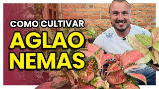 Como cultivar as novas AGLAONEMAS  Tenha folhagens coloridas e vistosas [upl. by Katti]