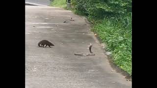 Cobra and Mongoose fight each other [upl. by Sheeree]