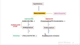 Cours dEndocrinologie vidéo 2  Axe Hypothalamo hypophysaire [upl. by Ycrem]