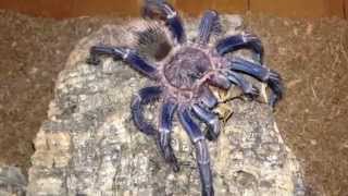 Homoeomma sp Blue tarantula Peruvian Blue Zebra feeding [upl. by Mcnamee]