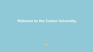 Canine University Intro [upl. by Rora173]