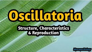 Oscillatoria  Structure amp Reproduction  BSMSBotany  Urdu amp Hindi [upl. by Fugere763]