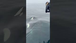 Another day enjoying these Orcas whalewatching whale orcas black white breach jump iphone [upl. by Soble]