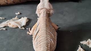 Bearded dragon THE BEST DEAD SKINSHED remove with soundASMR🤯 HUGE HAVE TO SEE THIS [upl. by Artemed]