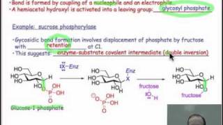 Glycosidic Bond Formation [upl. by Lemhaj]