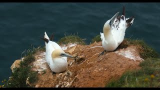 Cliffhanger Seabirds in Flight amp Nesting Colonies Bempton Cliffs  Survival  Wildlife Photography [upl. by Leinoto]