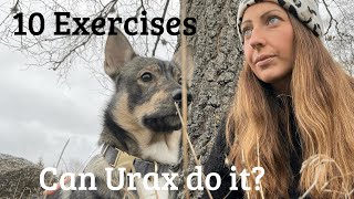 How to succeed in dog trainingSwedish Vallhund swedishvallhund västgötaspets [upl. by Liag]