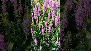 Lythrum Salicaria Plant Purple Loosestrife botanic lythrum plant flowers βότανο salicaria [upl. by Anabel]