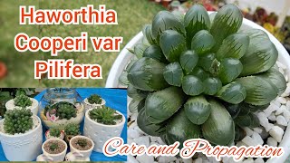 Haworthia Cooperi var Pilifera  Care and Propagation  bikolanahardinera [upl. by Corin]