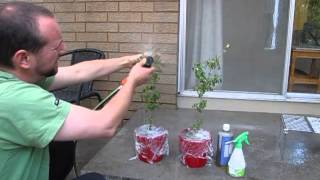 How to remove spider mites from your Tulsi plant  part 3 of 3 [upl. by Onaicnop]