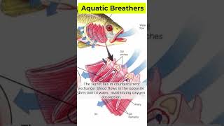 The Surprising Truth About Aquatic Breathers Nobody Tells You [upl. by Enilasor]