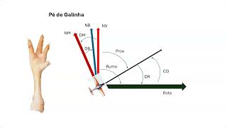 Exercício Pé de Galinha [upl. by Colbye462]