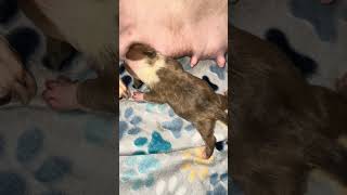 Got milk puppy puppyeating puppyvideos puppies dog doglife family truelove love [upl. by Burns]