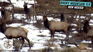 Two Awesome Elk Hunts in New Mexico [upl. by Shaughn]