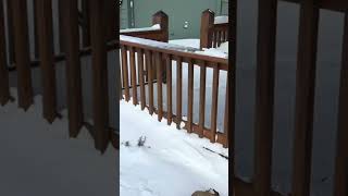 The quotReal Dealquot of quotSlo Mo Snow Drift Bust Thruquot with Truck the Dog and Theo the Newf [upl. by Ydissac456]