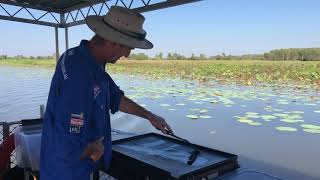 Cruising Corroboree Billabong amp the Mary River in the NT [upl. by Kcir]