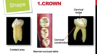 Fall 2020  Pedodontics 1  Lec 5  Morphological difference between primary and permanent teeth [upl. by Ynnob]