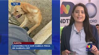 Em Ilhota cachorra fica com cabeça presa em garrafa pet [upl. by Siseneg]