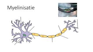 ontwikkeling zenuwstelsel [upl. by Brion]