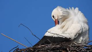 Erster Storch in Linum HR066 Storchenschmiede Linum 29022024 [upl. by Dragde]