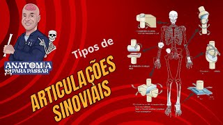 Tipos de articulações sinoviais [upl. by Jerz]