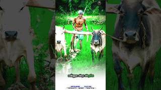 Kombula kombula song whatsapp statuslovetrendingviralsongviralvideooldisgoldlivejallikattu [upl. by Arammat]