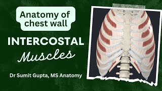 INTERCOSTAL MUSCLES ANATOMY [upl. by Qifar]